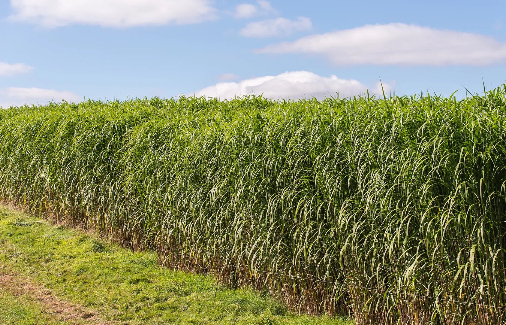 miscanthus biobased isoleren