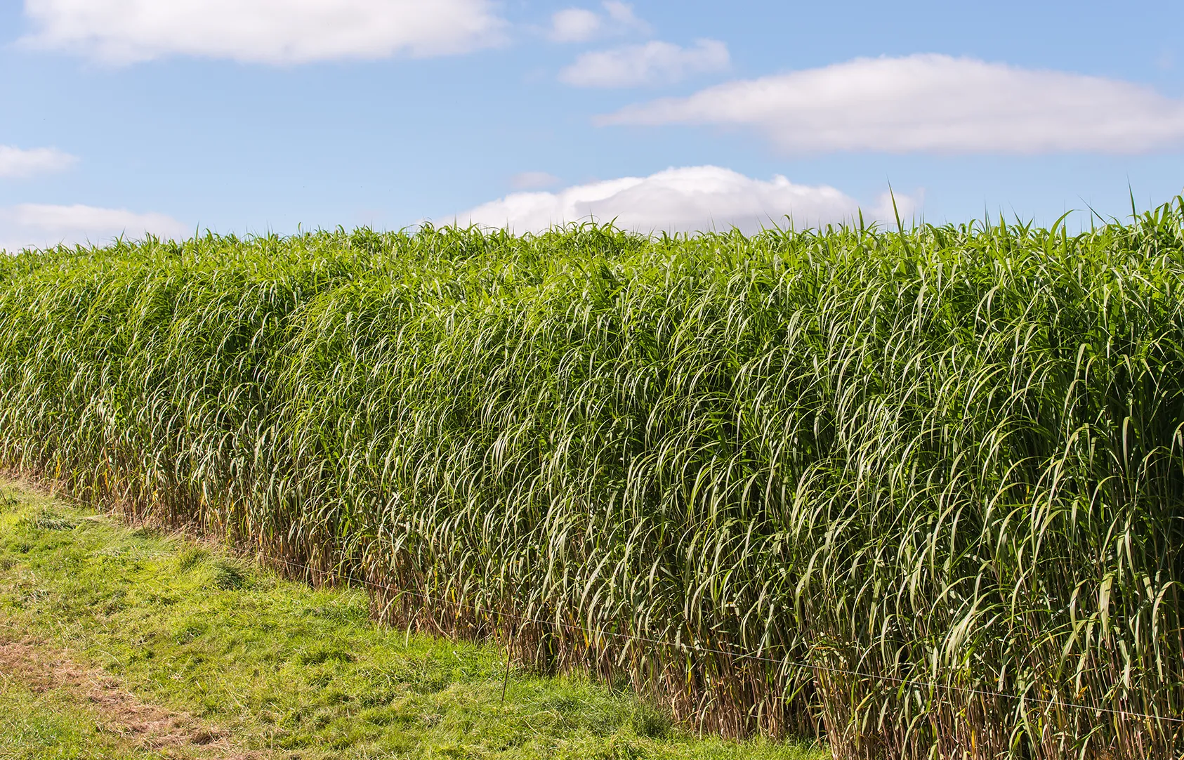 miscanthus biobased isoleren