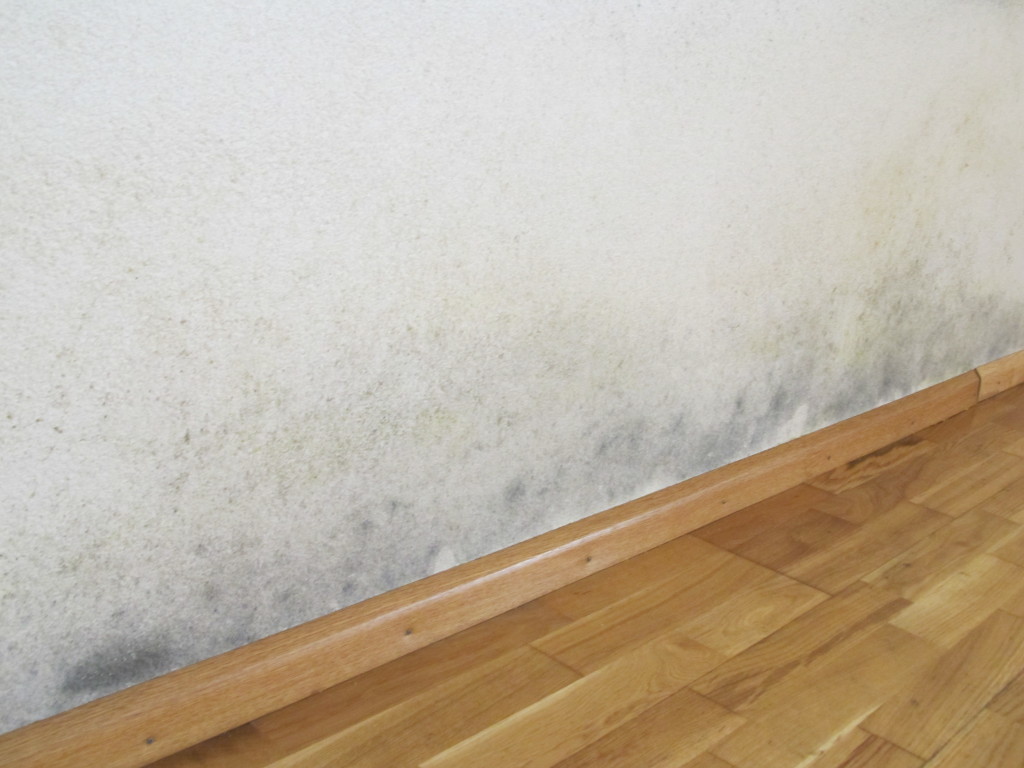 Schimmel bij de plinten